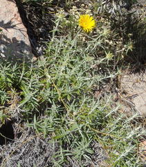 Berkheya angustifolia