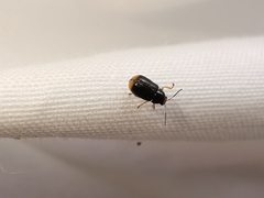 Cryptocephalus chrysopus