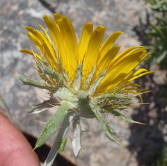 Berkheya angustifolia