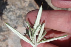 Berkheya angustifolia