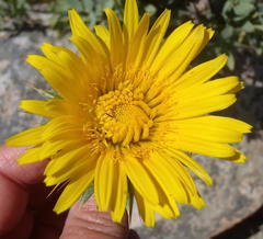 Berkheya angustifolia