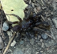 Antrodiaetus pacificus