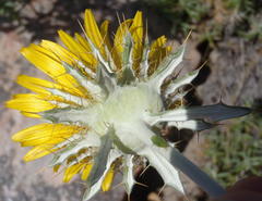 Berkheya angustifolia