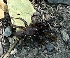 Antrodiaetus pacificus