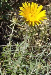 Berkheya angustifolia