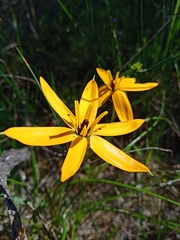 Pauridia linearis