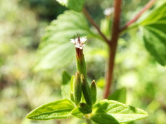 Stevia micrantha