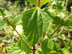 Stevia micrantha