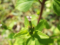 Stevia micrantha