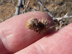 Tanaostigmodes howardii