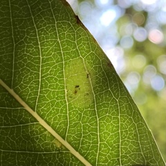 Aulagromyza tridentata
