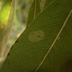 Aulagromyza tridentata