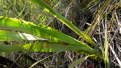 Gladiolus sempervirens