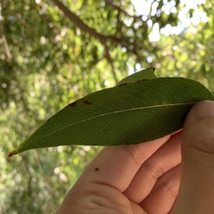 Aulagromyza tridentata
