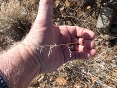 Festuca microstachys