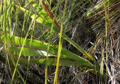 Gladiolus sempervirens