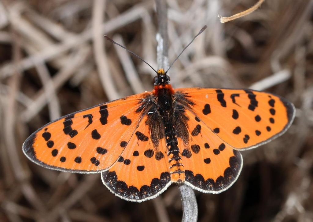 Speckled Red Acraea