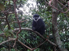 Allochrocebus lhoesti