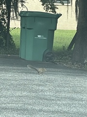 Sciurus carolinensis