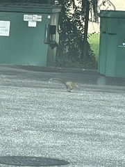 Sciurus carolinensis