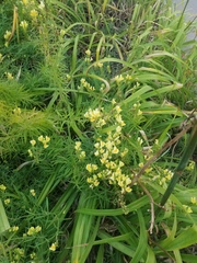 Linaria vulgaris