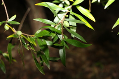 Persoonia iogyna