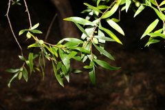 Persoonia iogyna