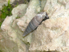 Leucostigma candidescens