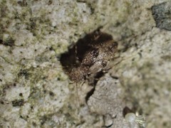 Pteroxanium kelloggi