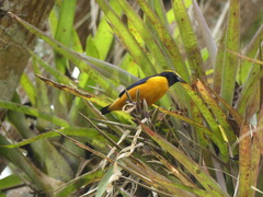 Euphonia saturata