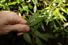 Persoonia iogyna