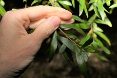 Persoonia iogyna