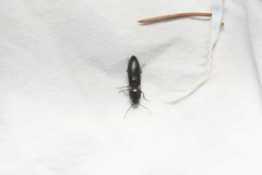 Acteniceromorphus umbricolus