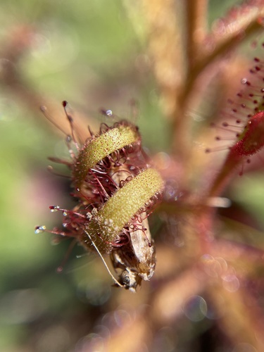 Drosera cistiflora