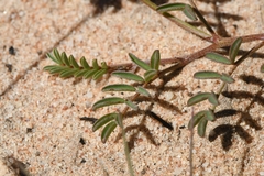 Indigofera humifusoides