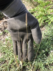 Polypogon interruptus