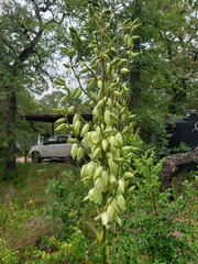 Yucca louisianensis