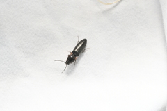 Acteniceromorphus umbricolus