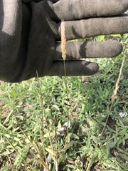 Polypogon interruptus