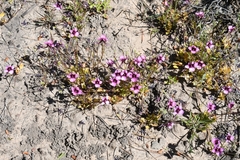 Indigofera humifusoides