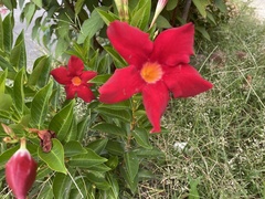 Mandevilla