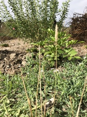 Polypogon interruptus