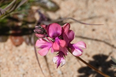 Indigofera humifusoides