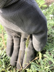 Polypogon interruptus