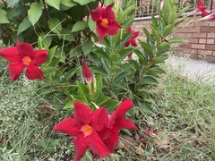 Mandevilla