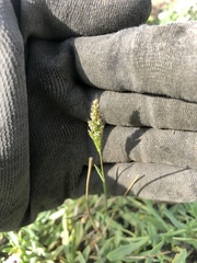 Polypogon interruptus