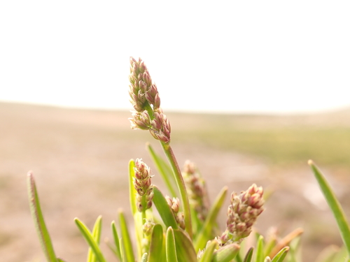 Phippsia algida