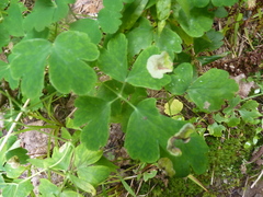 Phytomyza aquilegiae group