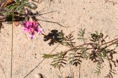 Indigofera humifusoides
