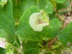Phytomyza aquilegiae group
